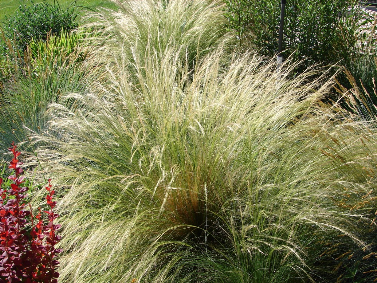 dome of Mexican feather grass