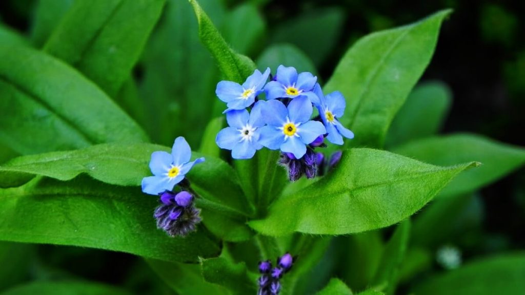 small cluster of forget me not flowers blossoms