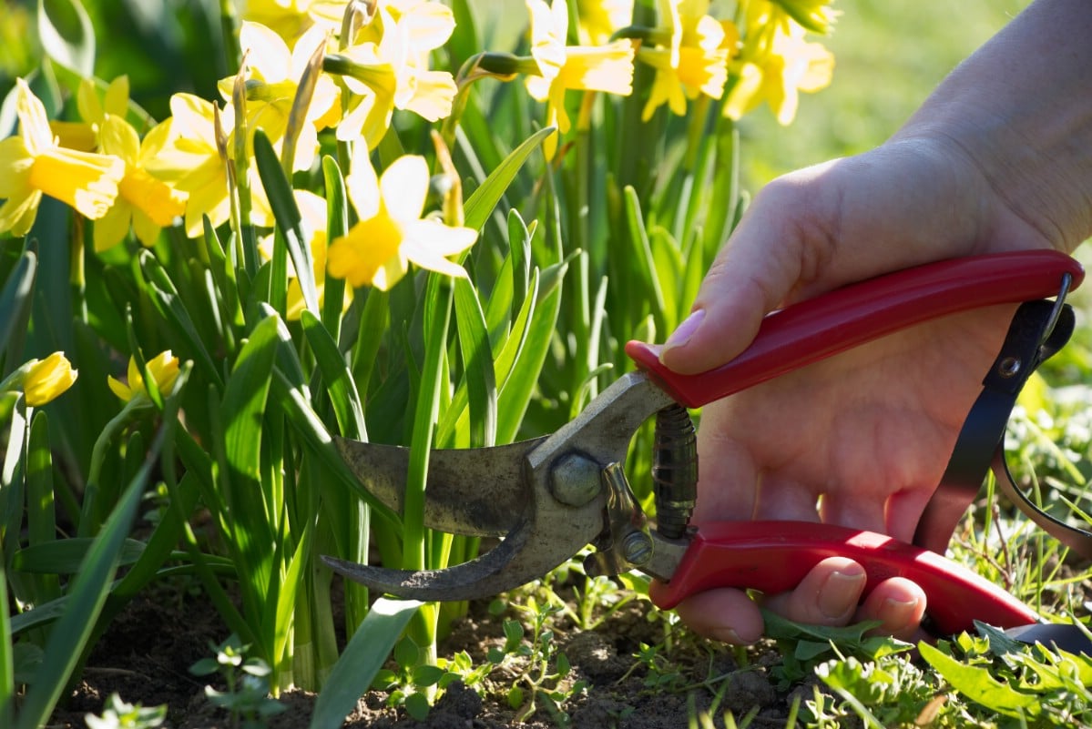 cutting daffodils with garden shears