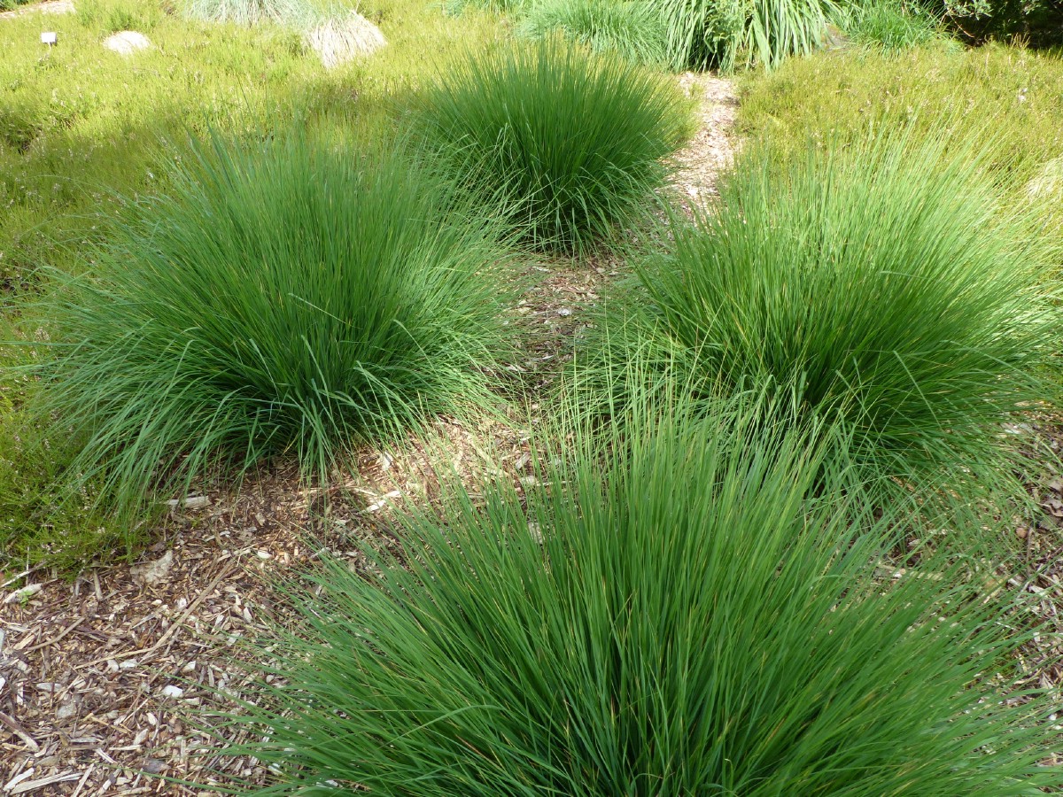 spiky clumps of green purple moor grass