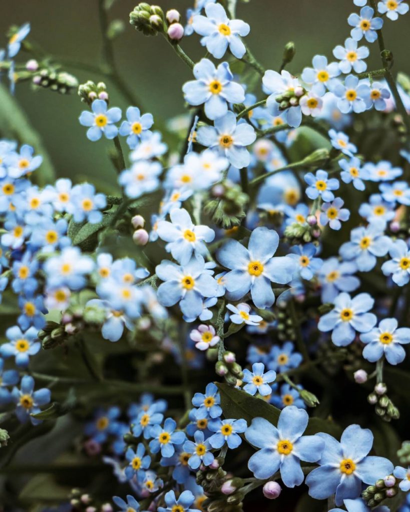 sprays of forget me not flowers