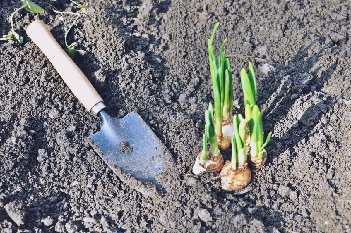 trowel next to sprouted daffodils bulbs