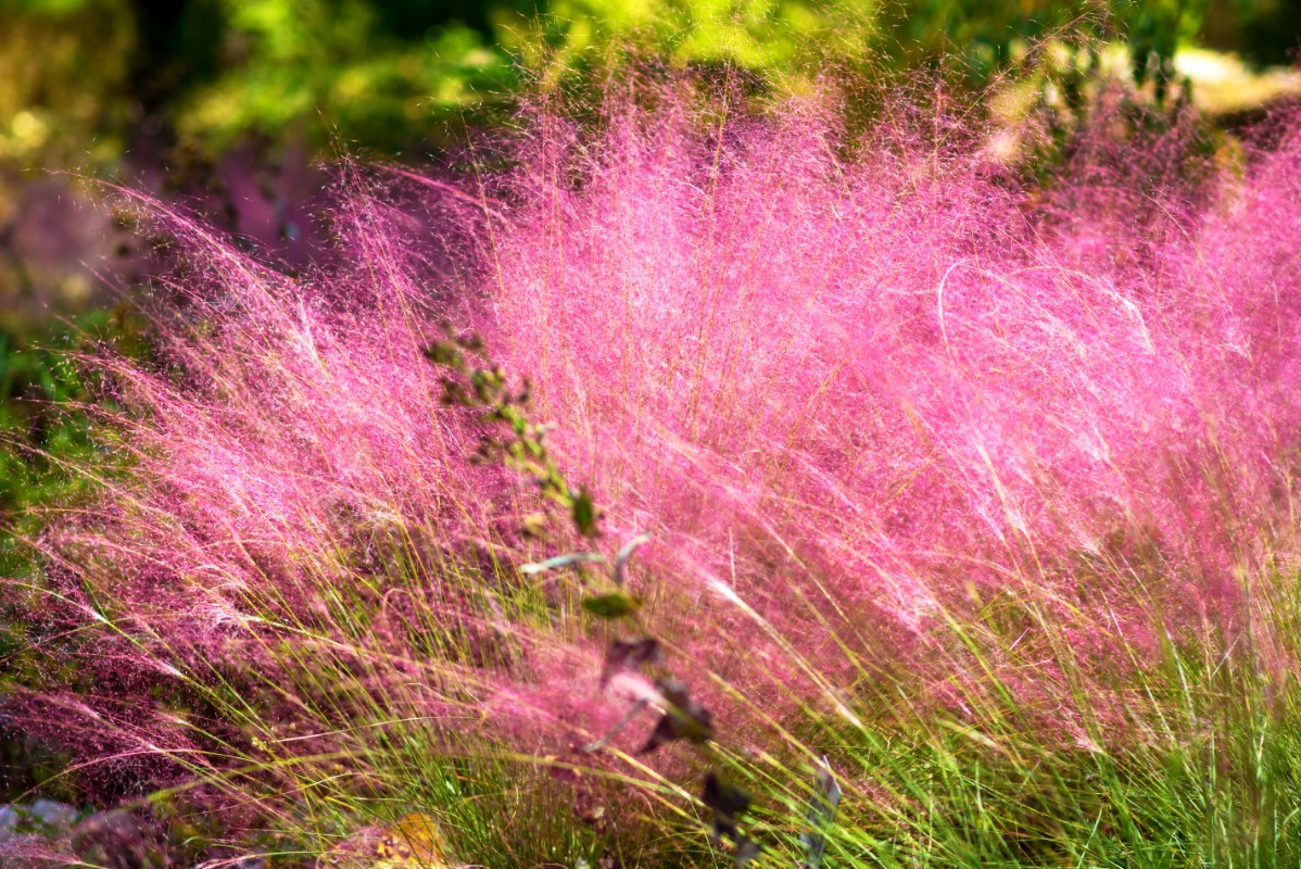 feathery bright pink heads of pink muhly grass