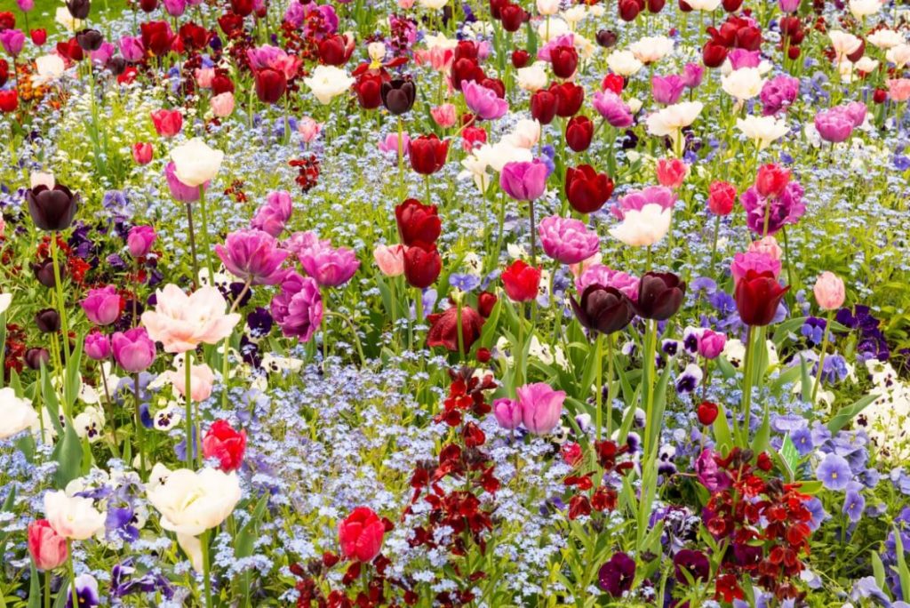 forget me nots planted with tulips and roses