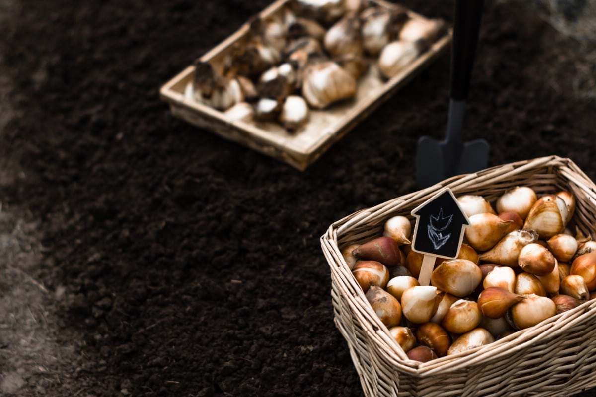 daffodil bulbs in baskets set on garden soil