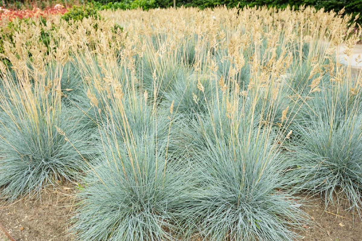 silver blue blue fescue grass with ivory seed stalks and heads