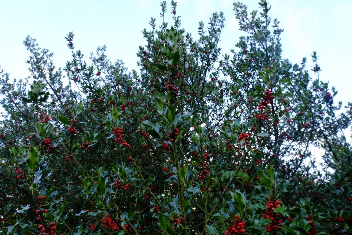 tall branches of holly with red berries