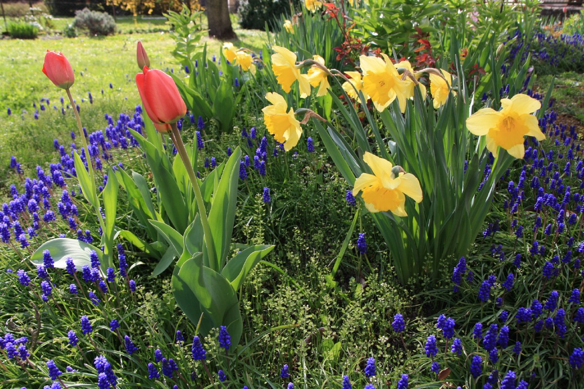 mixed planting of spring blooming flowers and daffodils