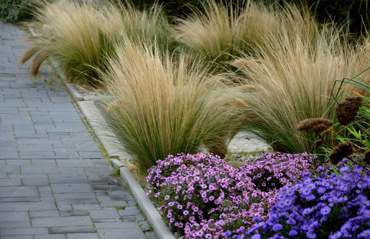 a walkway lined with low purple flowering plants and ornamental grasses