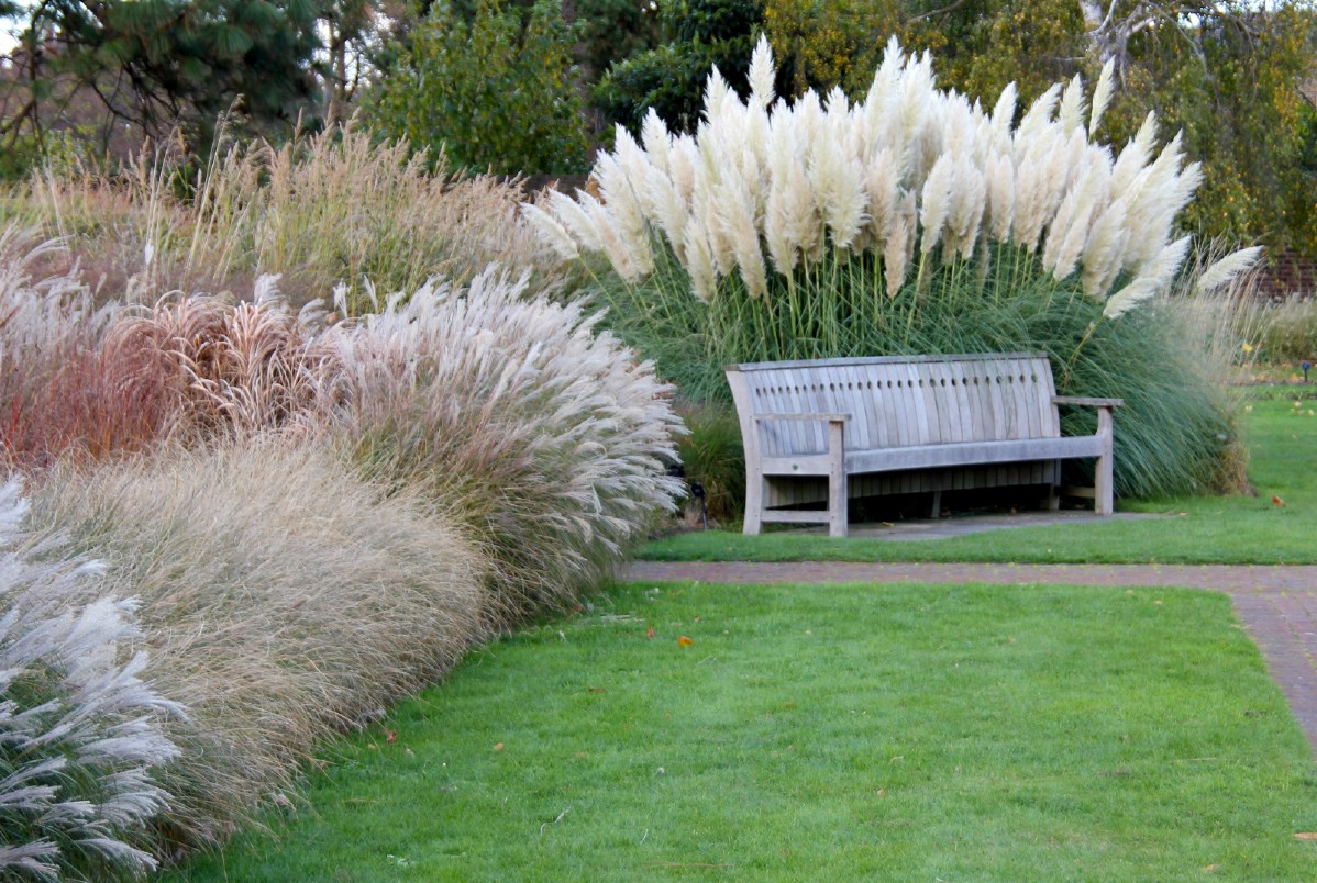 variety of ornamental grasses planted along edge of lawn