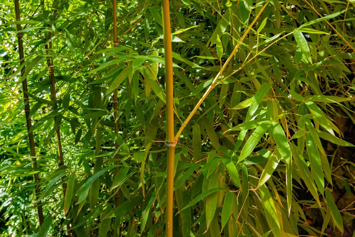 Shoots of yellow-stalked golden bamboo