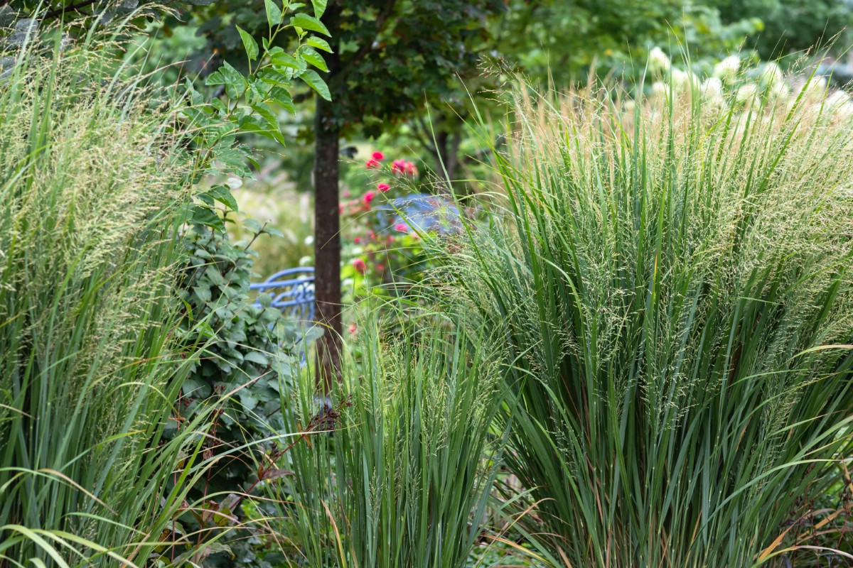 ornamental grasses in a garden planting