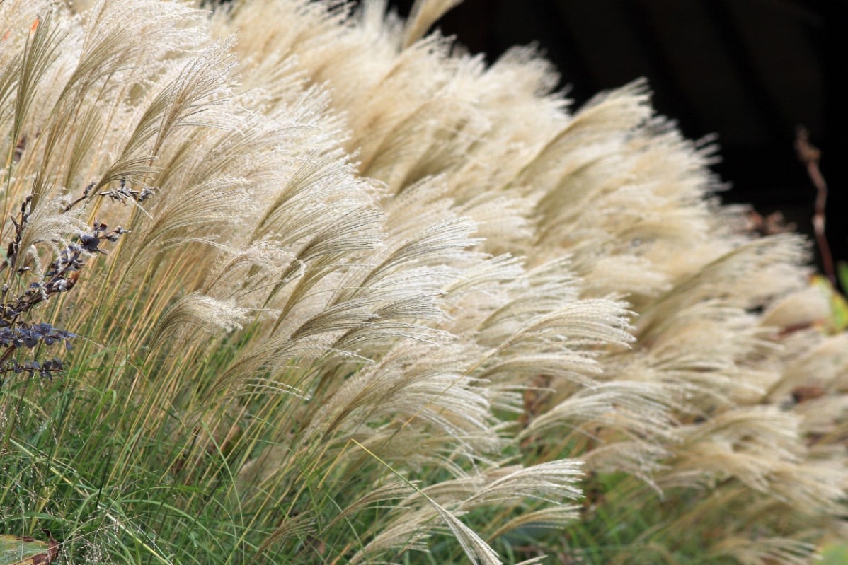 feather reed grass blowing in the breeze