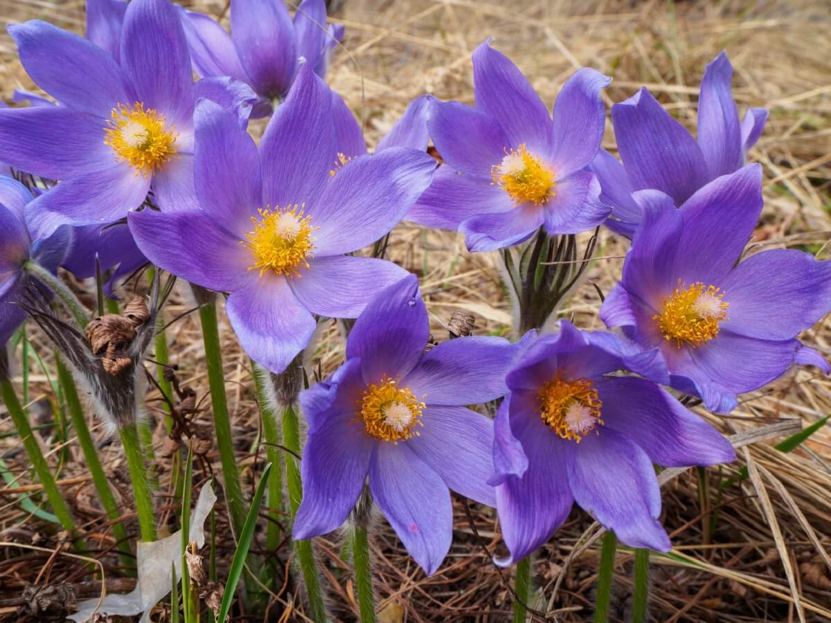 purple pasque flower with yellow centers