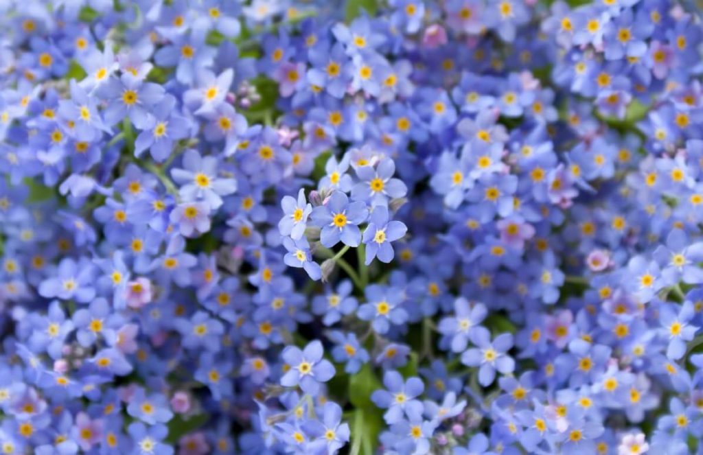 closeup of multi-blossomed forget-me-not flowers