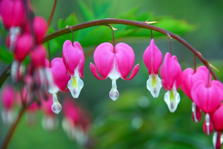 Bleeding Hearts Full Growing Guide - Gardening