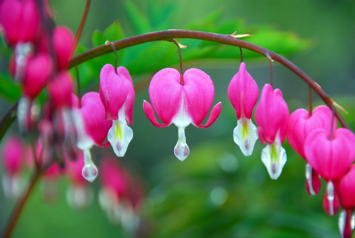 arcing branch of bleeding heart blooms