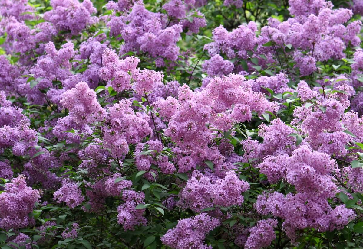 Abundant blossoms of light purple lilac