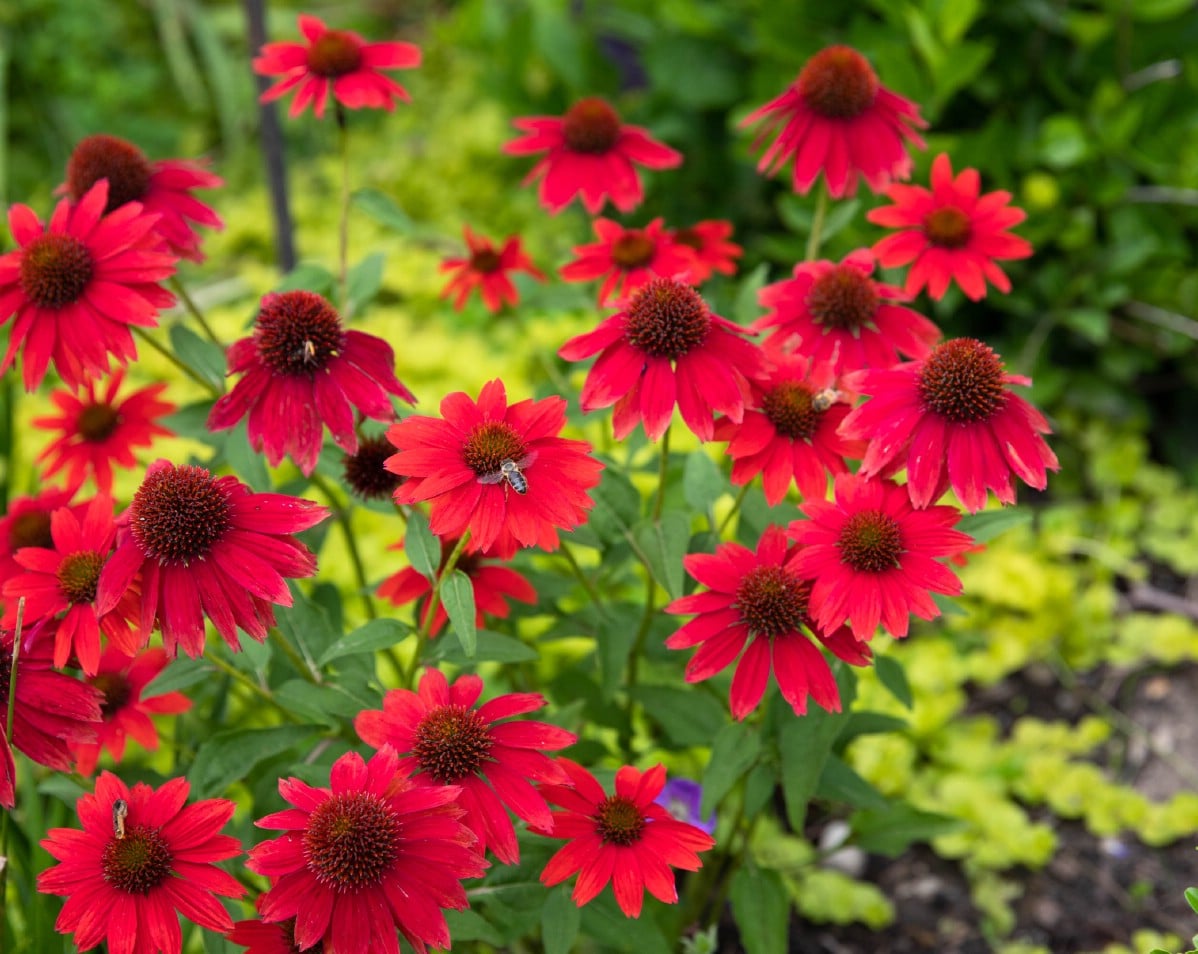 honey bee on red echinacea coneflower blossoms