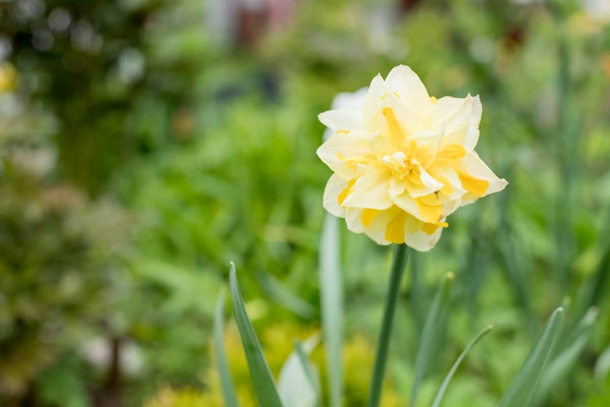 double daffodils in bloom