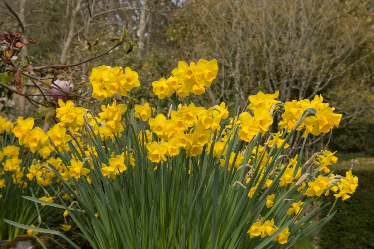 quail variety of daffodils