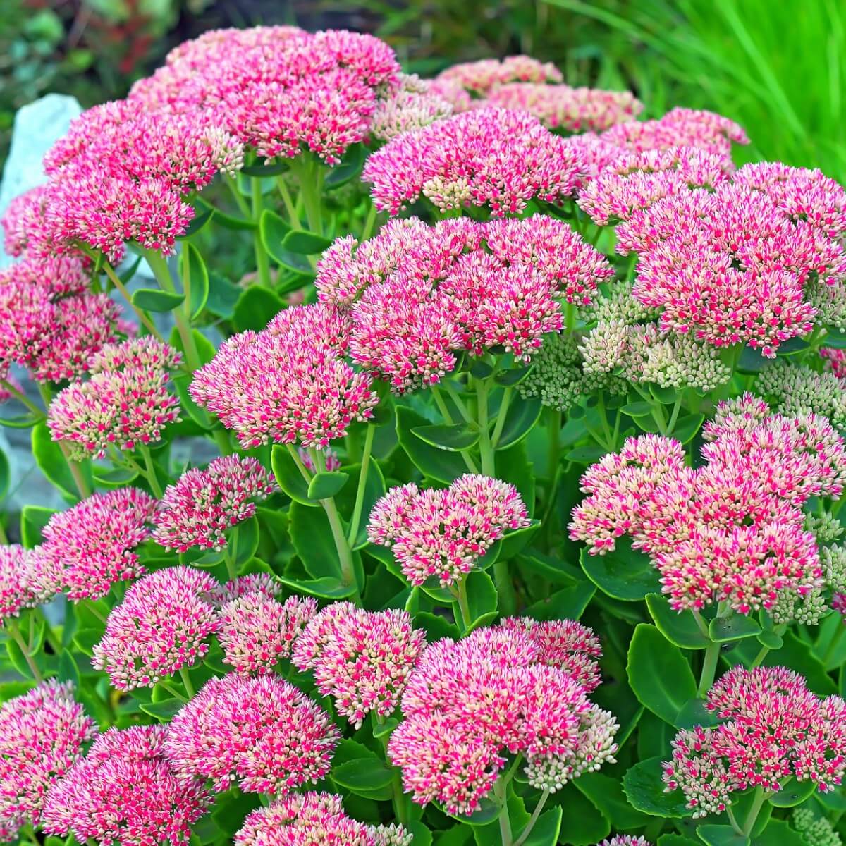 pink and white variegated sedum flowers