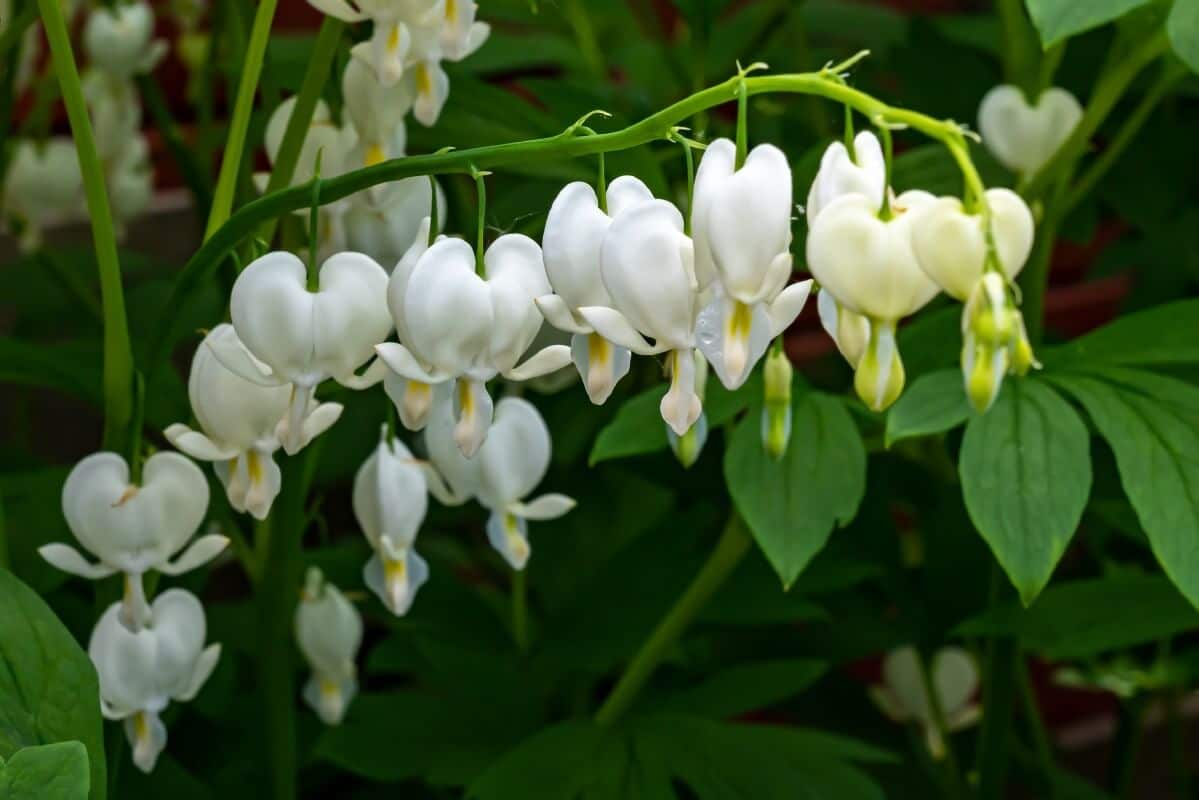 alba bleeding heart variety