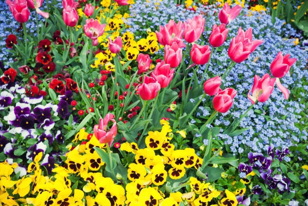 forget-me-not flowers in mixed garden bed planting with tulips