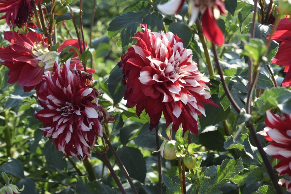 red and white dahlia flowers in full bloom