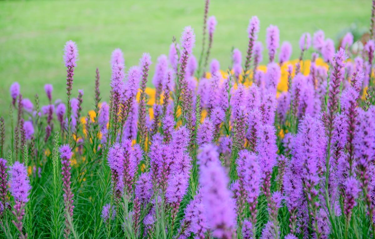 Tall spikes of purple liatrus with yellow flowers in the background