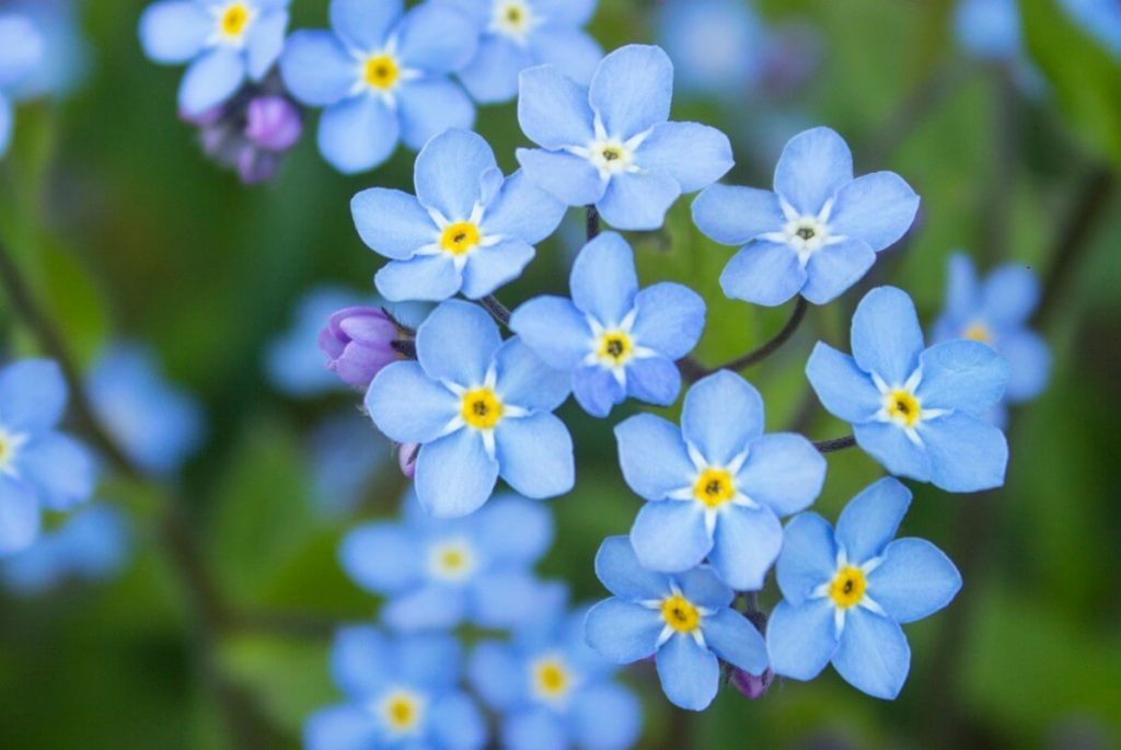 woodland forget-me-not variety