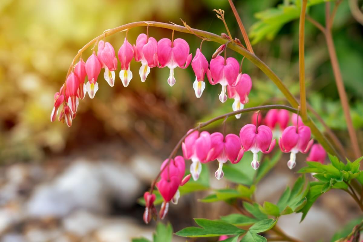 pacific bleeding heart variety