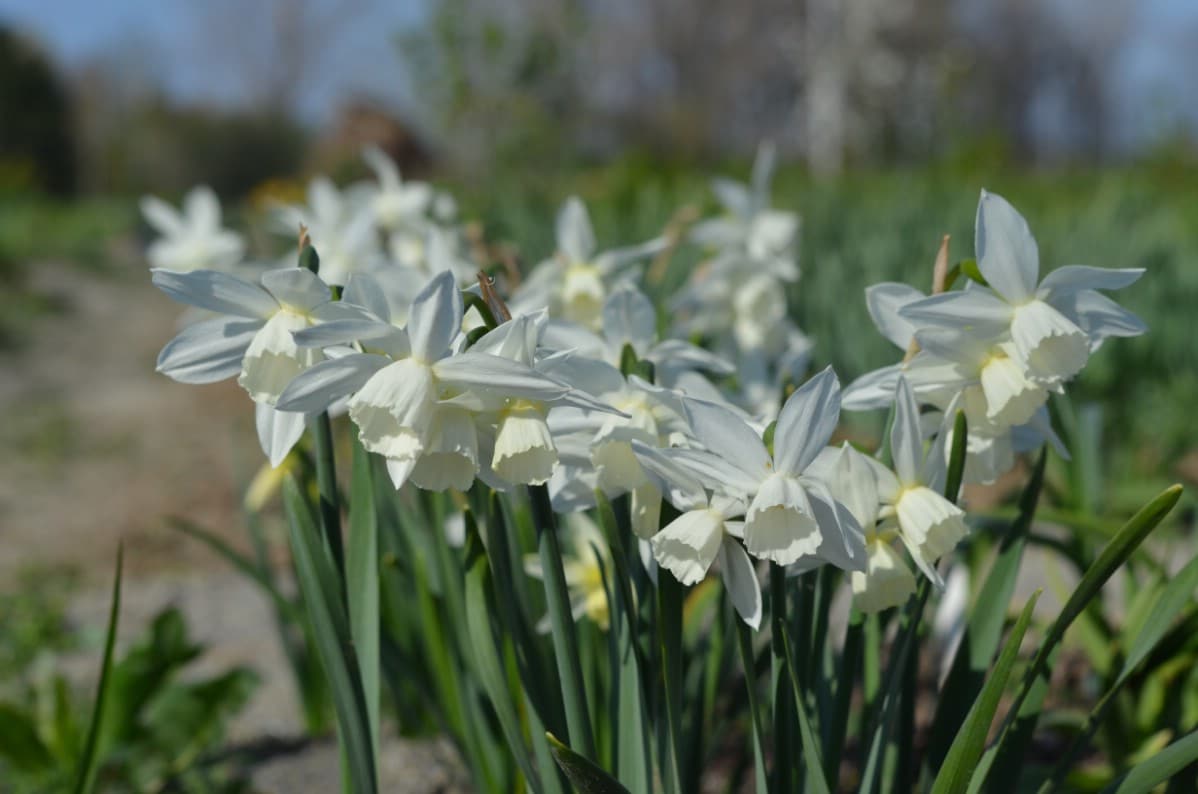 white thalia daffodil flowers