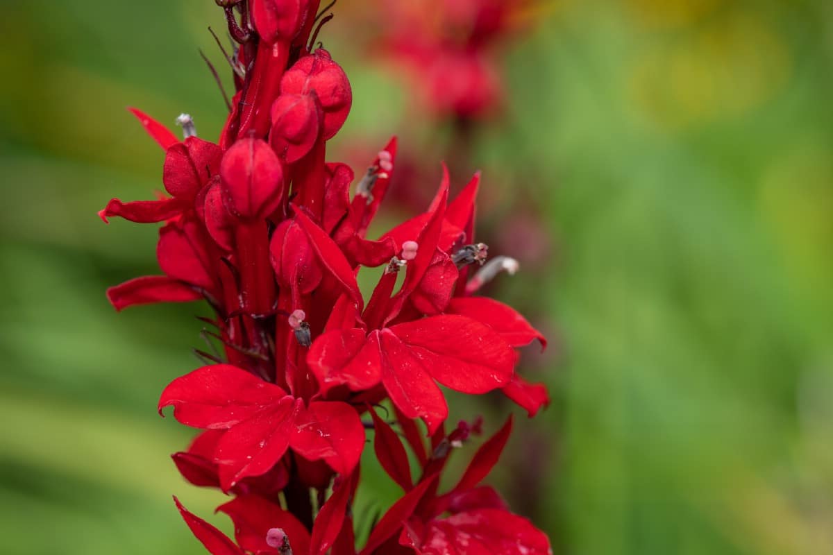 spike of red cardinal flower blossoms