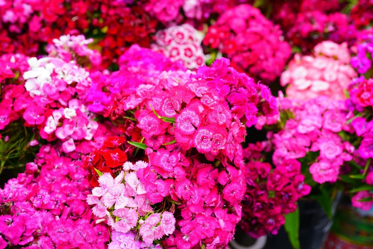 dianthus flowers in varying shades ranging from white to pink to red