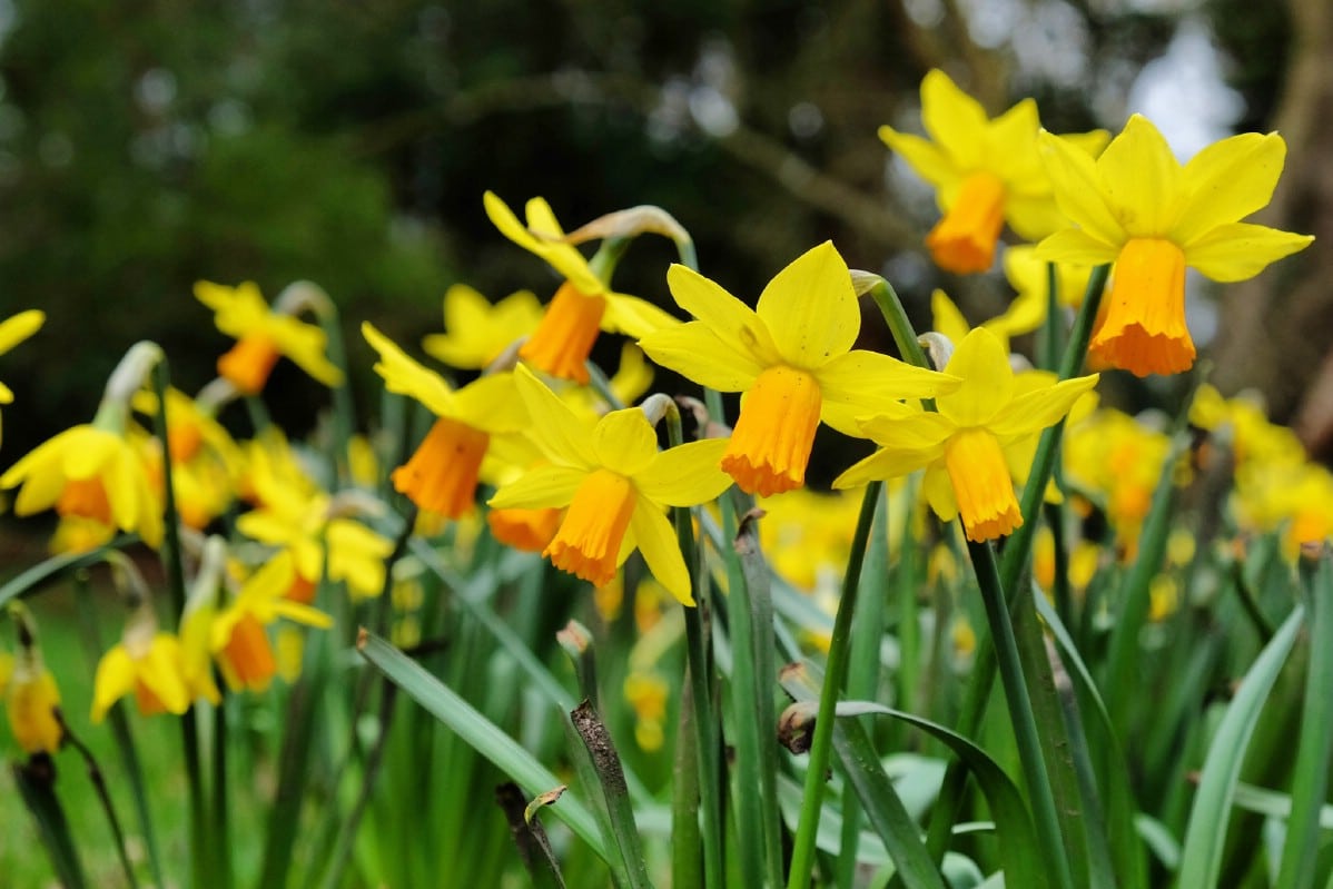 dual colored daffodil flowers