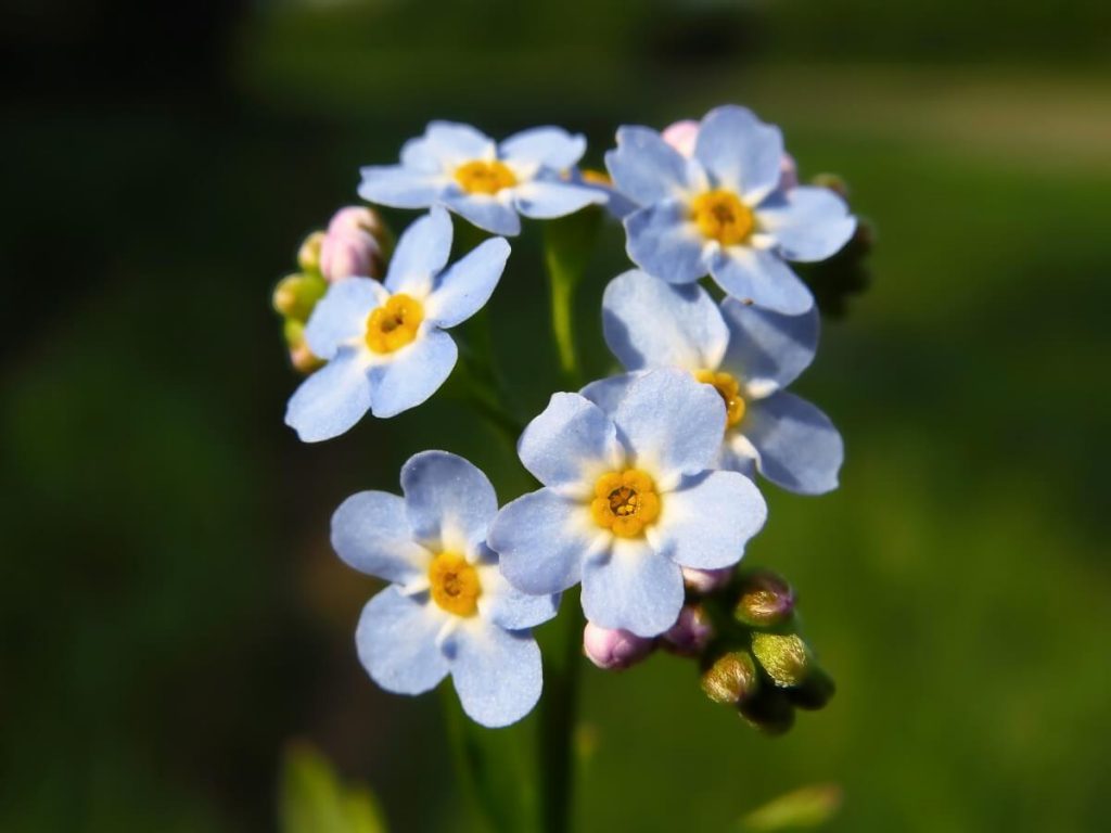 Water forget me not variety