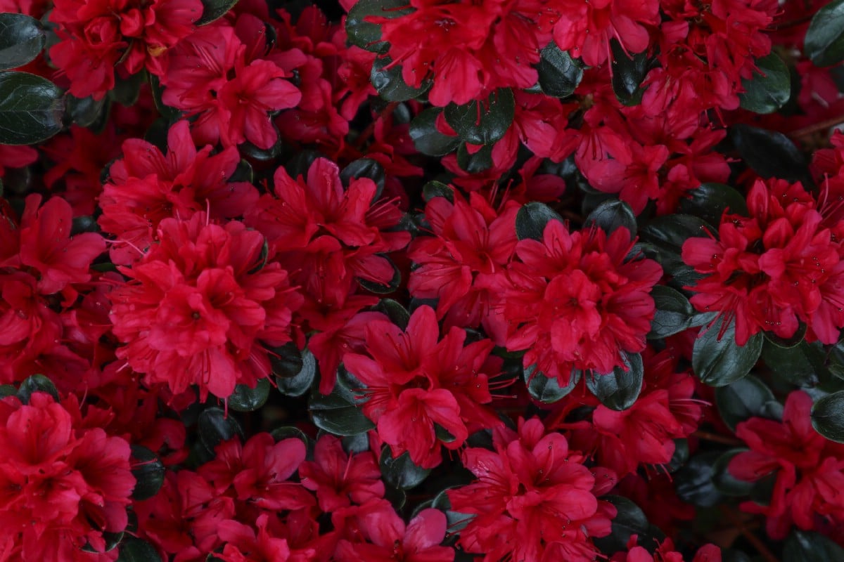 bush full of red flame azalea flowers