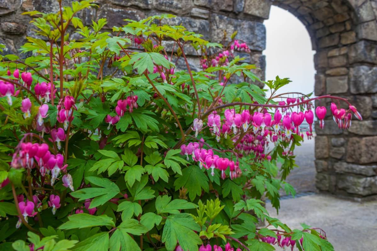 bleeding hearts in bloom set against stone wall