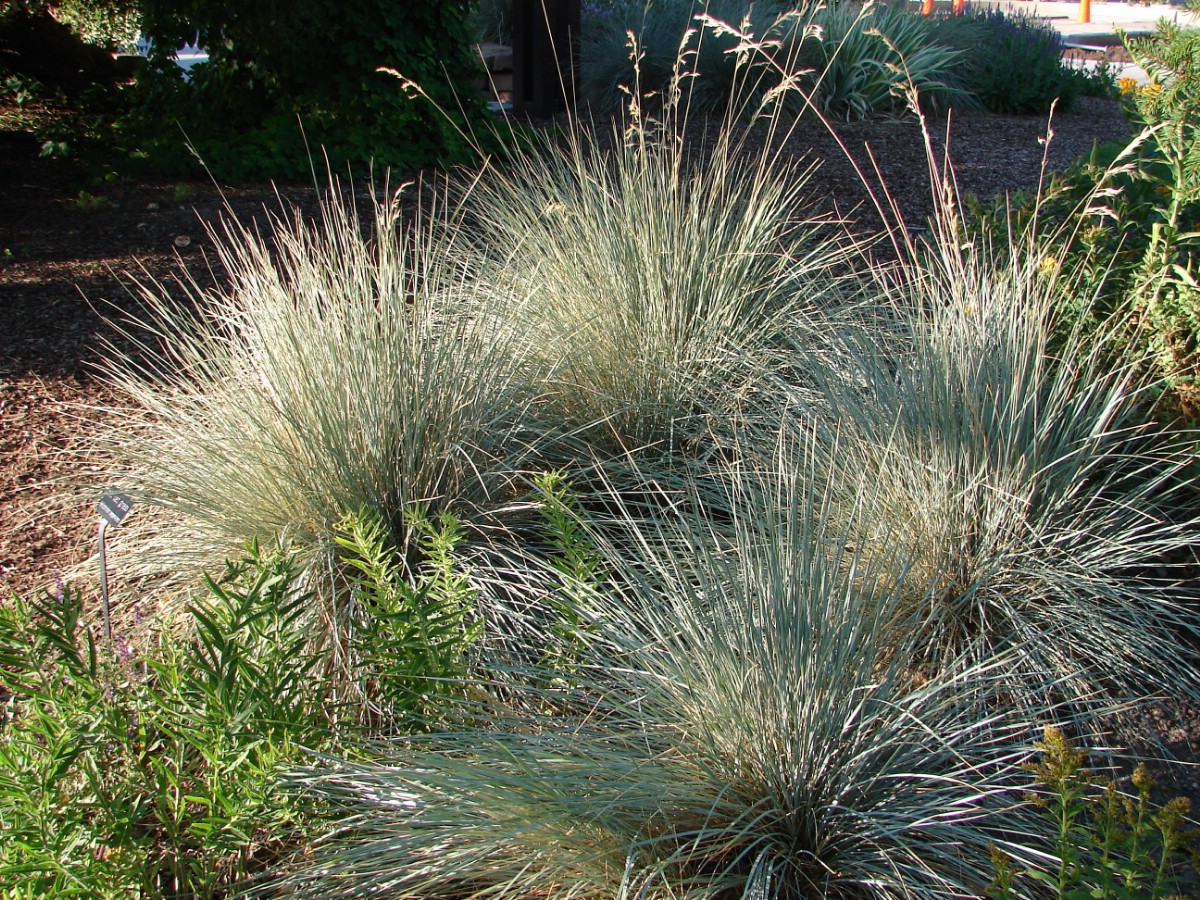 clumps of silvery blue blue oat grass