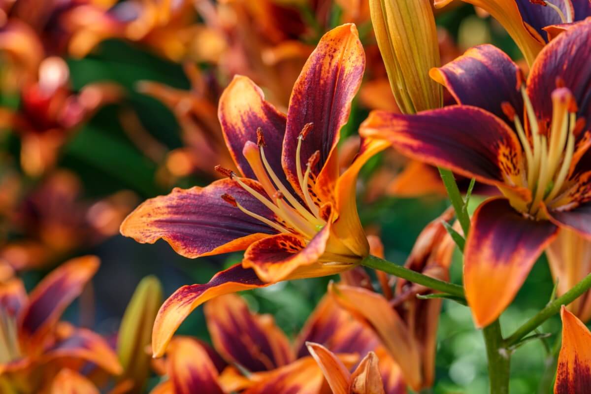 day lilies with dark orange-yellow centers and lighter orange tips and undersides