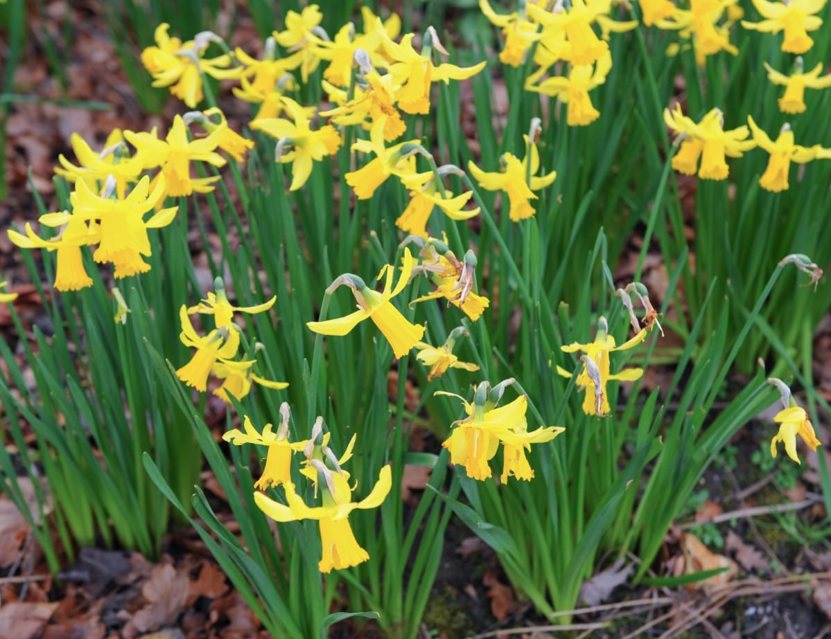 February gold daffodils in bloom