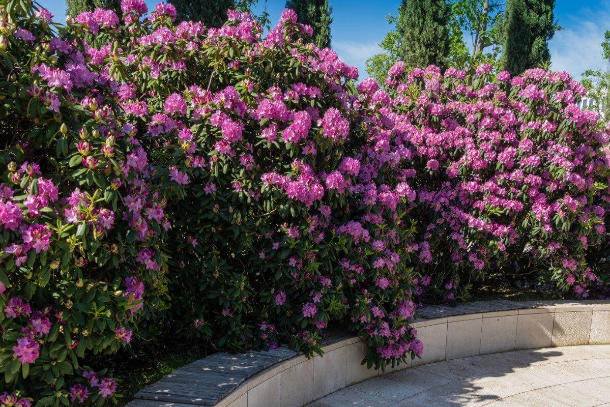 cascading purple rhododendron blossoms in privacy hedge planting