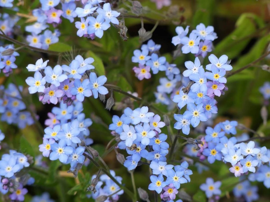 alpine variety of forget me nots