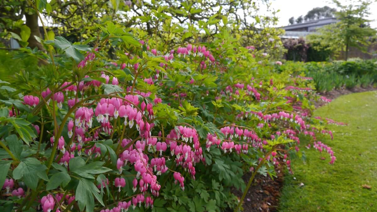 large pink bleeding heart bush