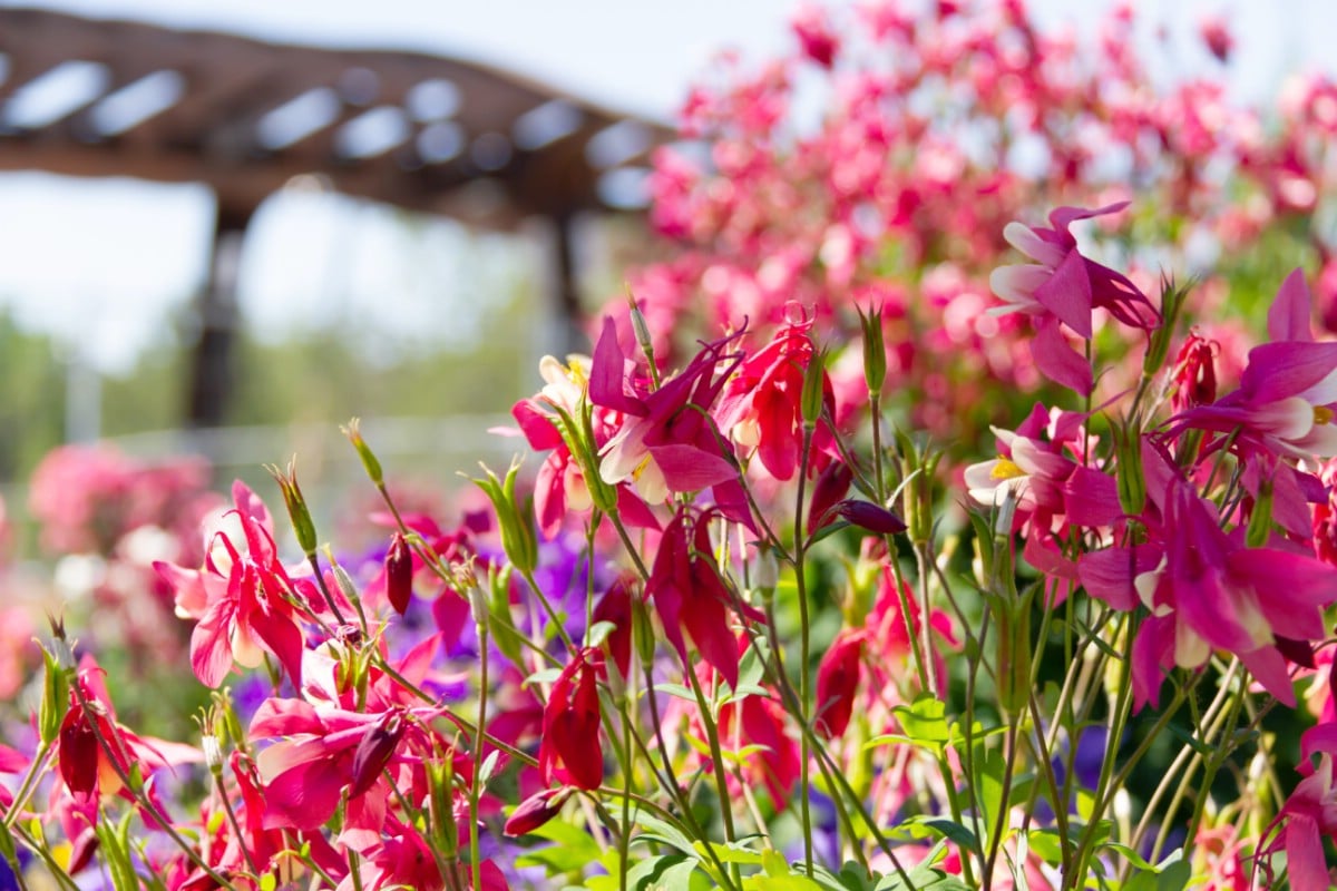 red, pink, and mixed colors of columbine flowers