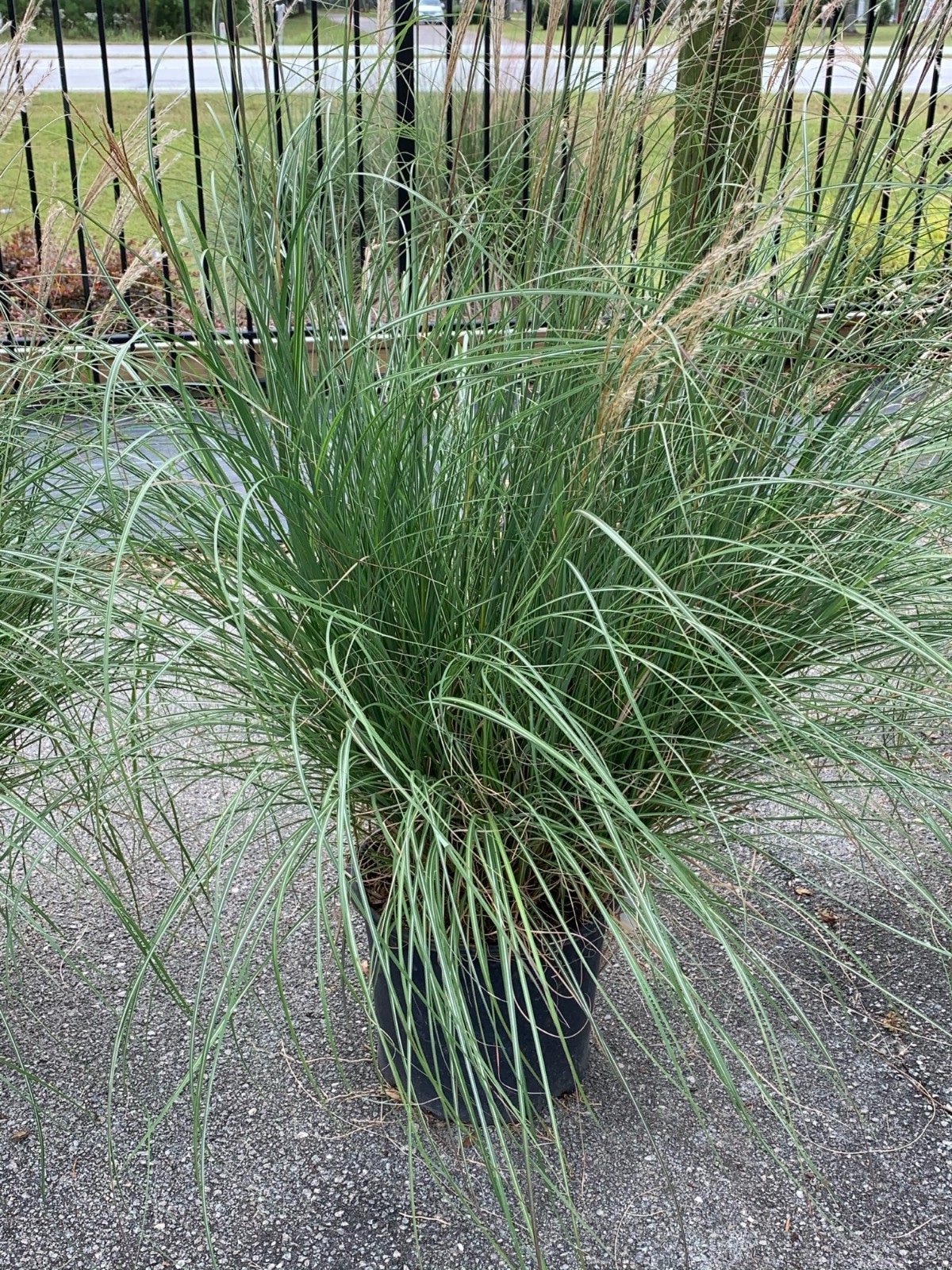 5 foot tall clump of potted adagio maiden grass