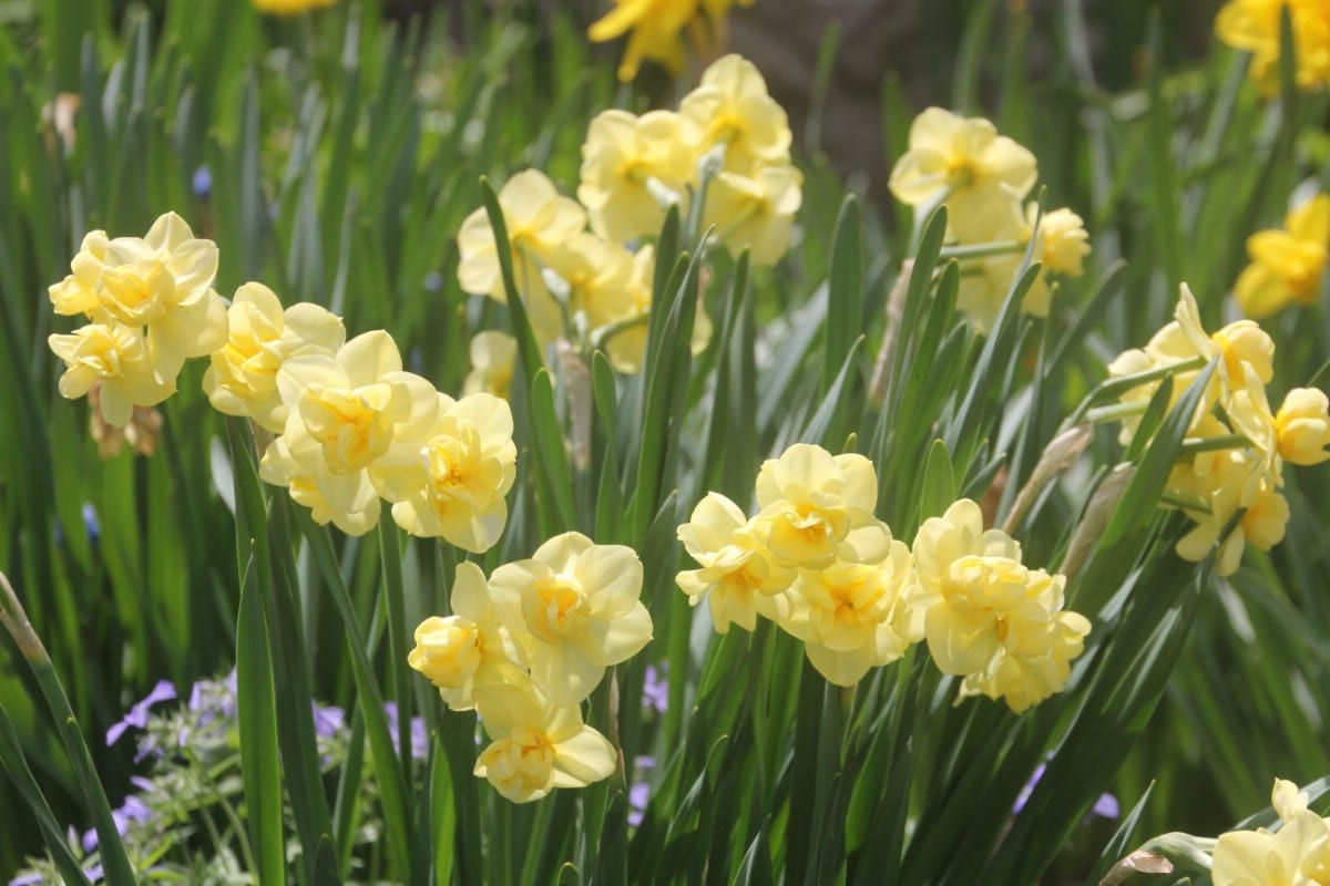 light yellow cheerfulness daffodils