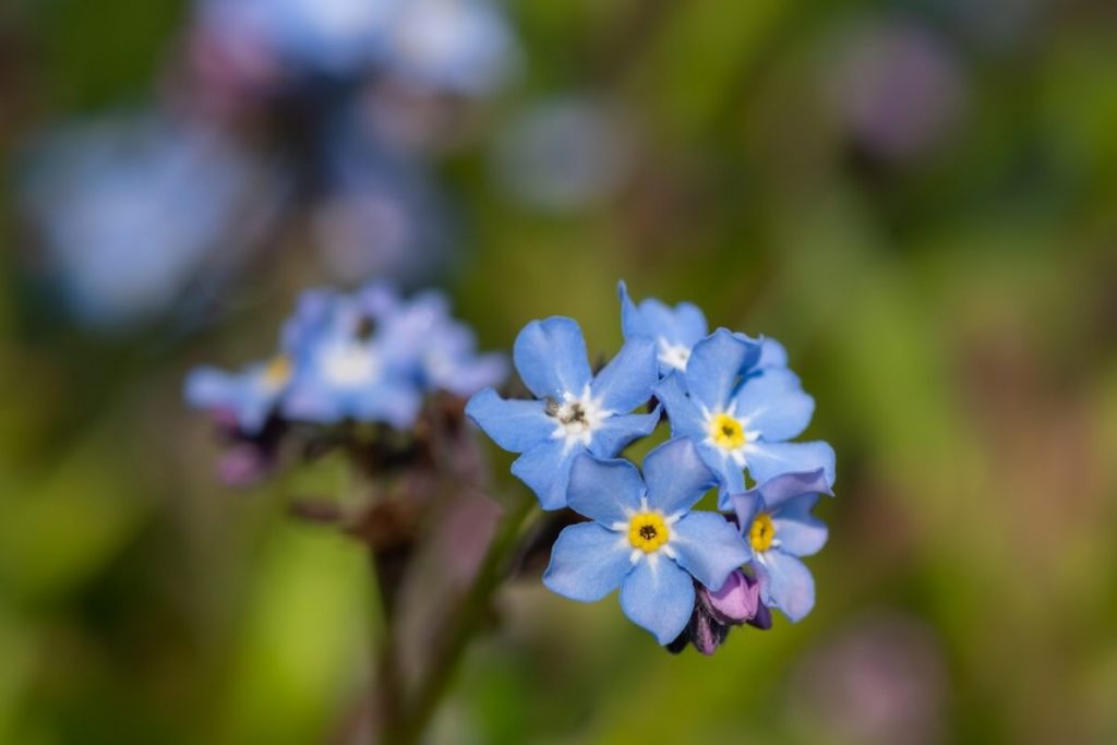 arvensis or field forget me not variety