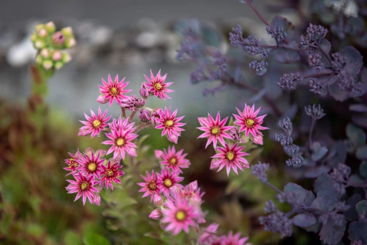 pink flowers of hens and chicks succulent with spiky petals and yellow centers